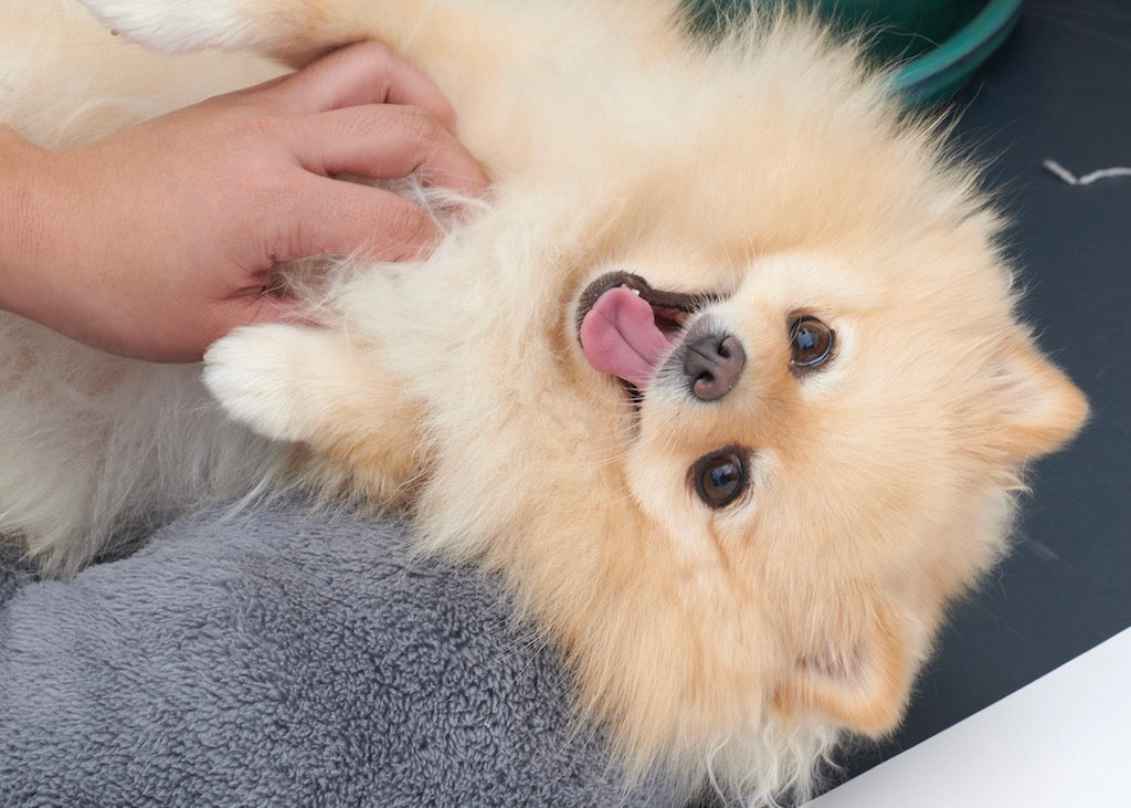 Qualzucht bei Hunden - die Tierzucht des Leidens