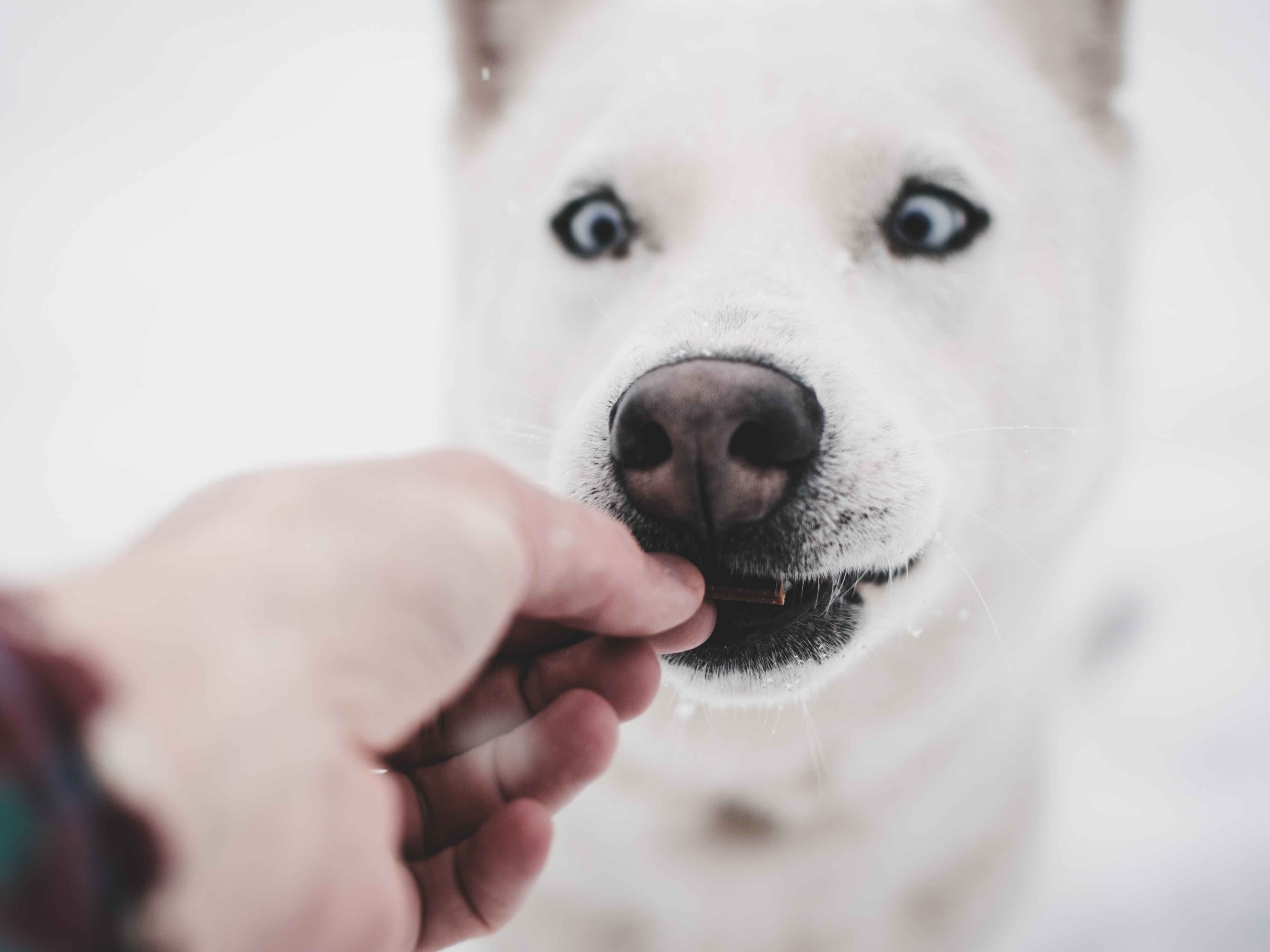 Diy Leckerlies für den Hund