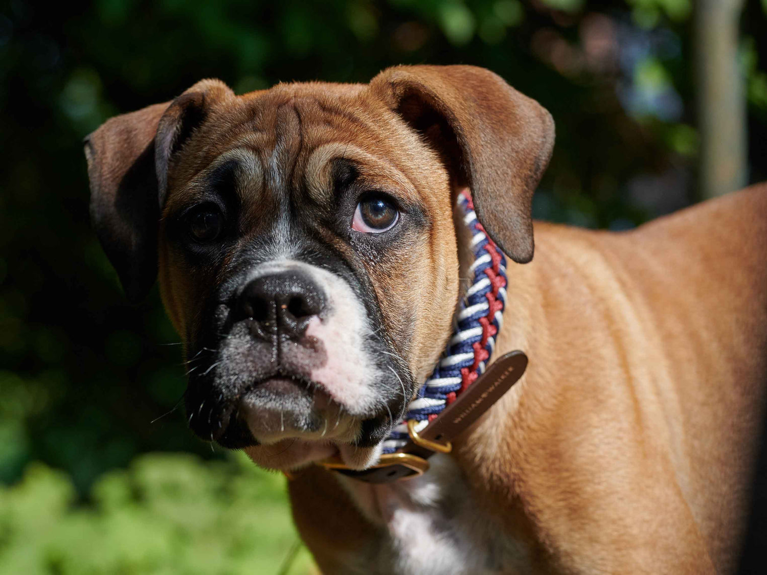 ungeplante Schwangerschaft beim Hund