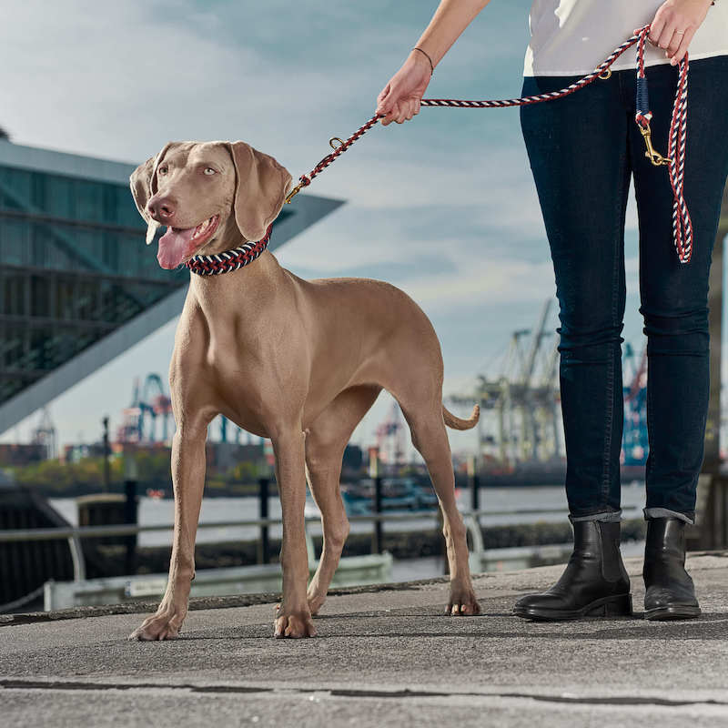 Weimaraner Breed Profile William Walker