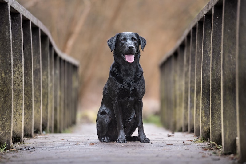 William Walker Labrador Retriever