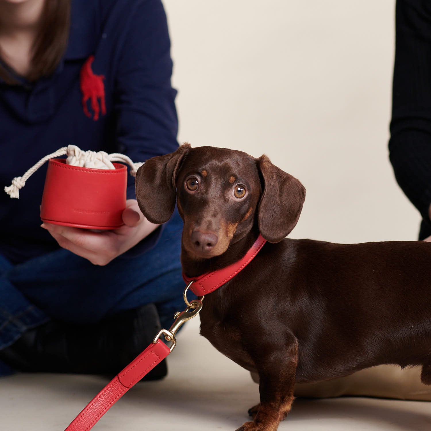 Dackel trägt rotes Hundehalsband, Hundeleine und Leckerlibeutel aus Leder