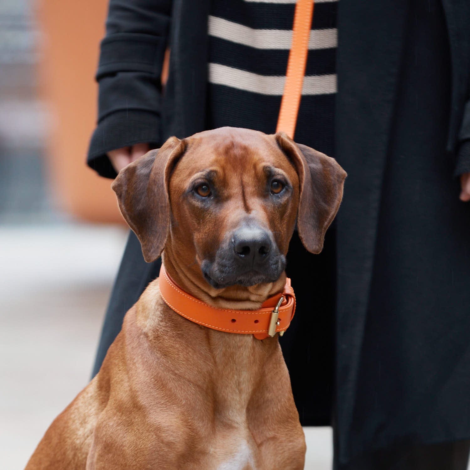 William Walker Leder Hundehalsband Amber (Orange)