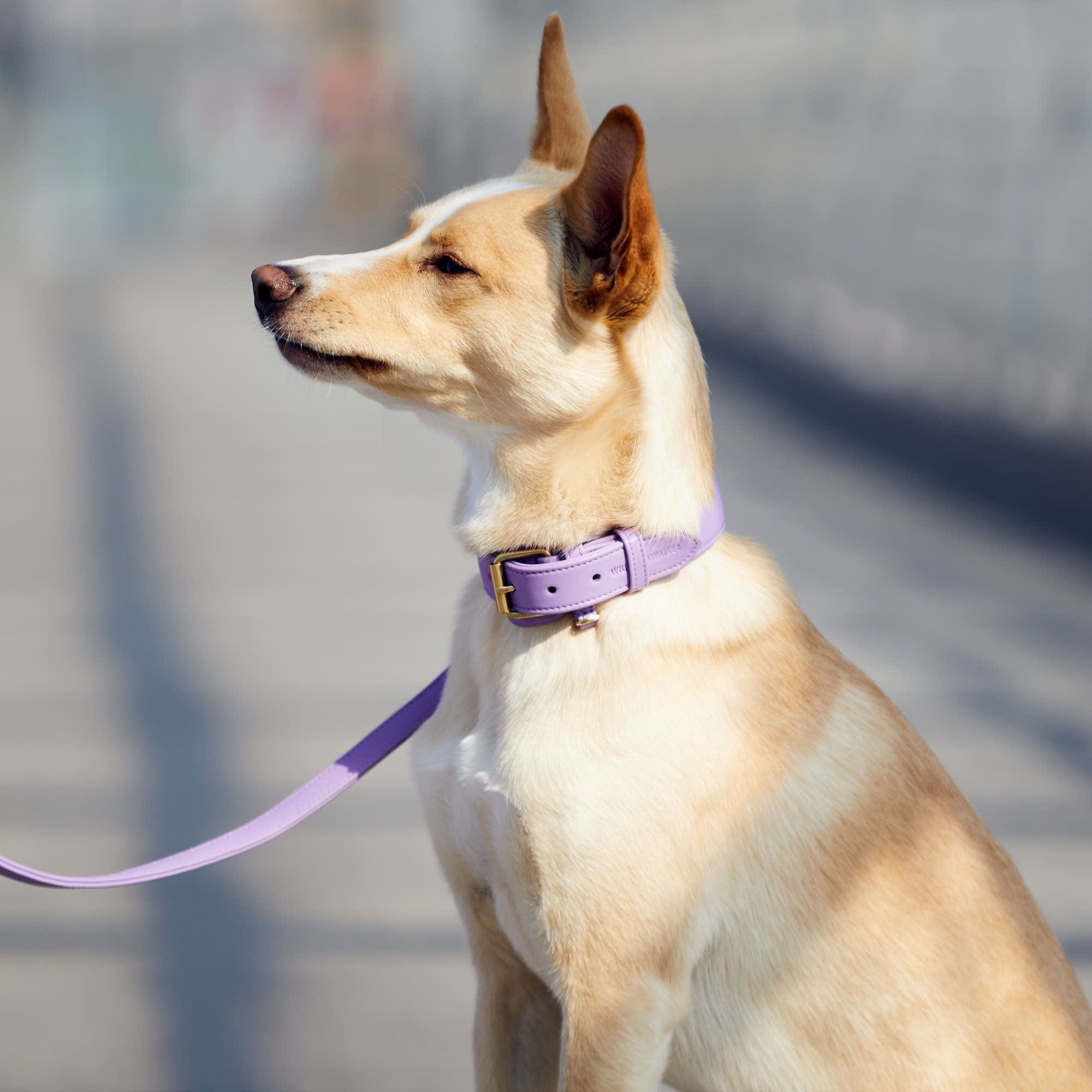 William Walker Hundehalsband Lavender