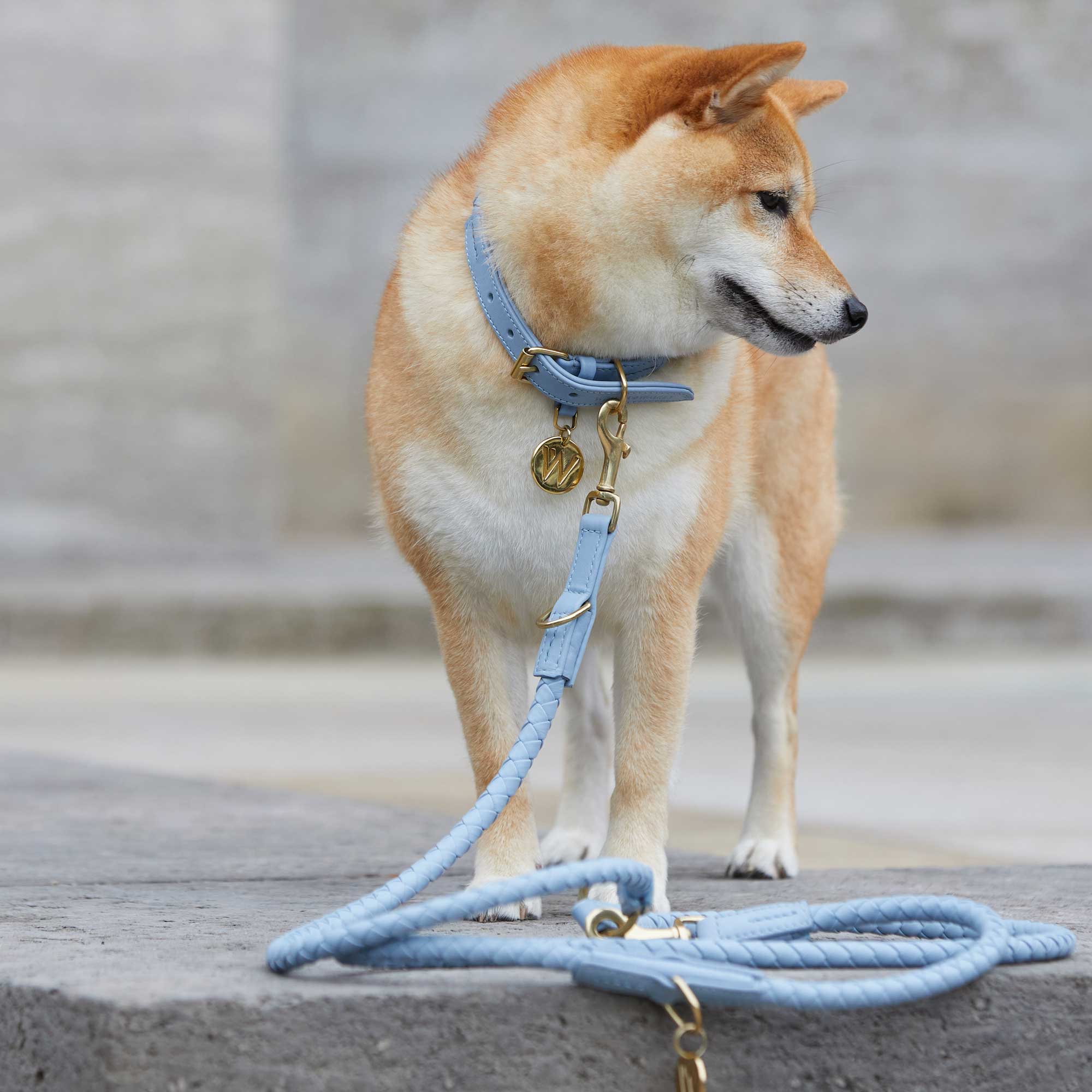 Hund trägt hellblaue Hundeleine und Hundehalsband aus Leder